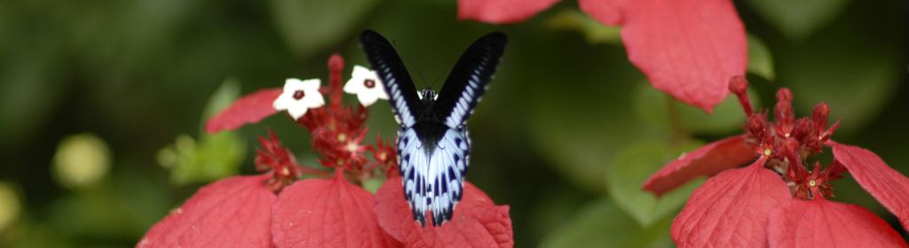 Evolutionary and Organismal Biology Unit
